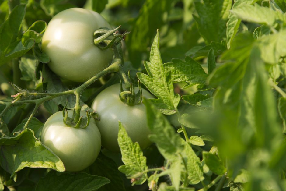 organic agricultural supplies