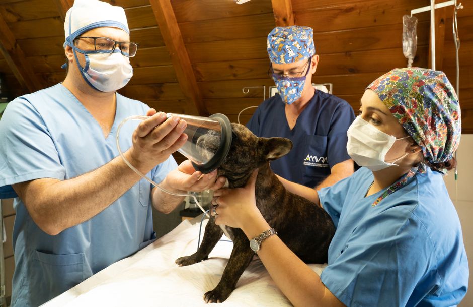clínica veterinaria reserva